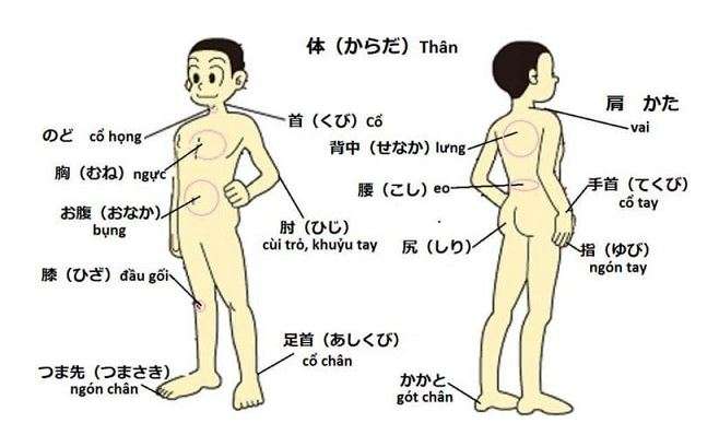 Tên các bộ phận cơ thể tiếng Nhật