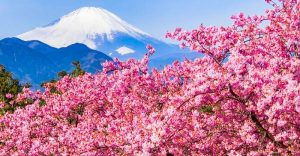 Top 20 sự thật về hoa anh đào Nhật Bản ít ai biết