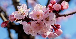 Top 20 sự thật về hoa anh đào Nhật Bản ít ai biết